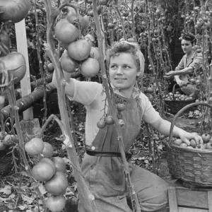 Landgirl Miss Betty McCarthy picking some large tomatoes from a greenhouse in Lea Valley