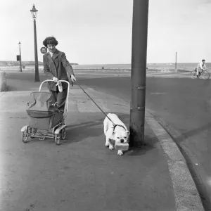 In a landscape full of lamp posts which should delight any dogs heart is Henry a British In a landscape full of lamp posts which should delight any dogs heart is Henry a British