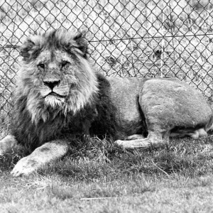 Lambton Pleasure Park Lion Print 1978