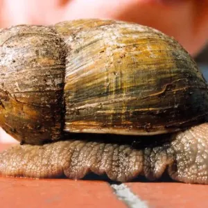 A larger than average snail in April 1995