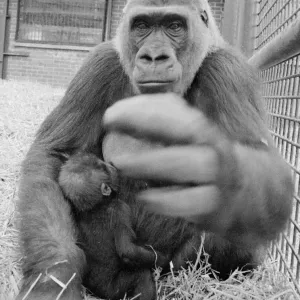 Print of a 4-month-old gorilla, Kabinda, with her mother at Howletts Zoo