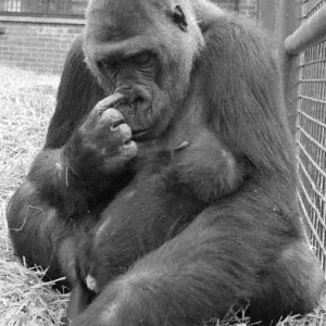The largest collection of Gorillas in the world lives at Howletts Zoo near Canterbury