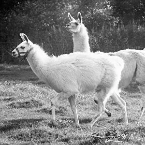 Larry the llama with his female friend