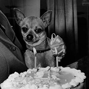 The late actress Coral Brown who threw a birthday party for Charlie her Chohuahua
