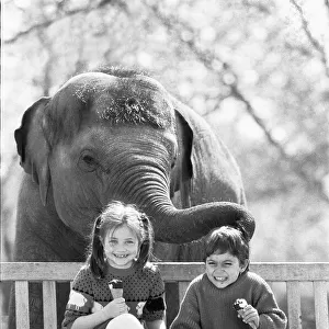 Layang Layang London Zoos Asian Elephant tries to muscle in on Faye Trinaman