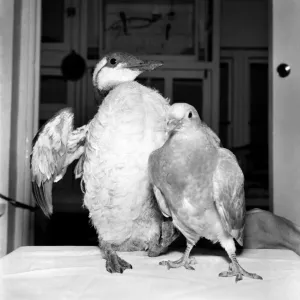 Learining to walk again before they can fly, wild birds in the care of the Wild Bird
