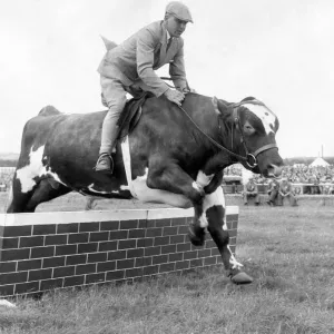 Not a likely Grand National runner, this Ayrshire bull called William delighted