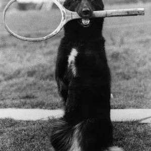 Lindy Lou the Dog with Tennis Racket Print 1980