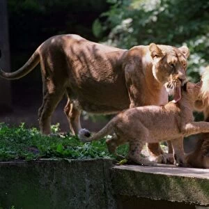 A lion called Kamal with two of its cubs at London Zoo June 1999