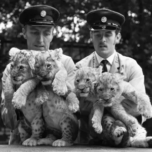 Four lion cubs, born to Kim and Singh on the 10th June 1971 met visitors for the first Four lion cubs, born to Kim and Singh on the 10th June 1971 met visitors for the first