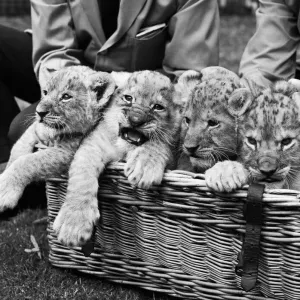 Four lion cubs, born to Kim and Singh on the 10th June 1971 met visitors for the first