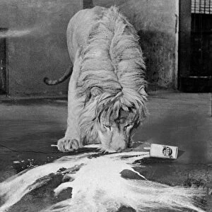 A Lion laps up milk from a spilt tin in his cage at London Zoo circa 1935