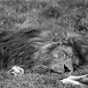Lion, laying on grass in hot weather, Chester Zoo, 20th May 1989 Lion, laying on grass in hot weather, Chester Zoo, 20th May 1989