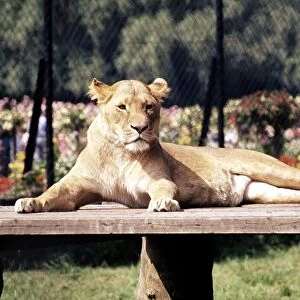 A lioness lying on a bench at Chester Zoo 1977