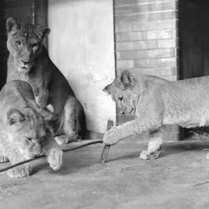A Lioness watches her two cubs plays in the Lions enclosure in London Zoo circa