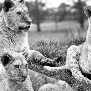Some of the lions at Lambton Pleasure Park in April 1978 Some of the lions at Lambton Pleasure Park in April 1978