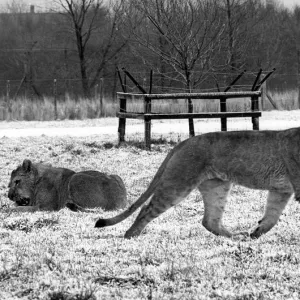 Some of the lions at Lambton Pleasure Park in January 1978 Some of the lions at Lambton Pleasure Park in January 1978