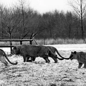 Lions running round in the snow at Lambton Pleasure Park in July 1978 Lions running round in the snow at Lambton Pleasure Park in July 1978