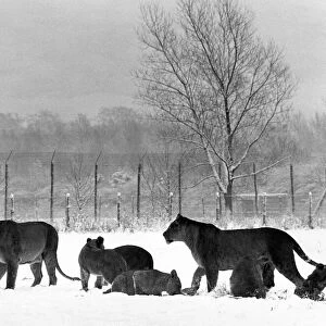 Some of the lions in the snow at Lambton Pleasure Park in January 1977