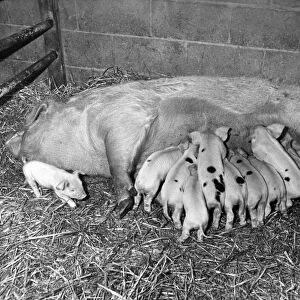 A litter of pigs feeding except for the runt