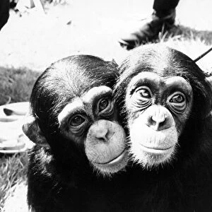 Two little chimps at London Zoo