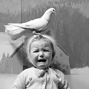 A little girl in a Manchester department store is upset by the doves in Santa