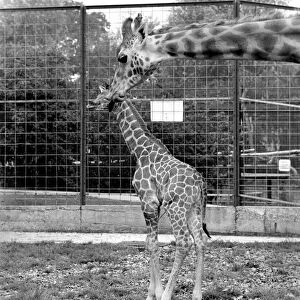Little and Large, Delilah and baby giraffe seen here at Chessington Zoo