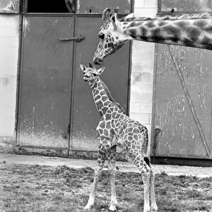 Little and Large, Delilah and baby giraffe seen here at Chessington Zoo as dad looks