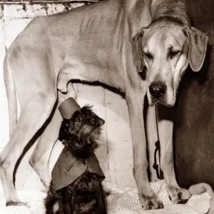 Little and Large - two dogs, one in a little hat and cape, standing together