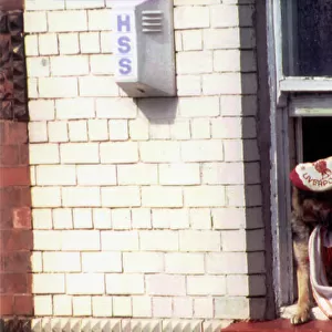 Liverpool return after winning FA Cup. OPS Fans with their dog cheering from a window