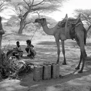 Local men of Somaliland with their camels Circa 1935 Africa 1930s