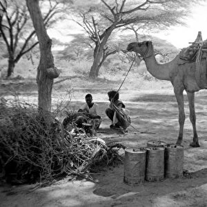 Local men of Somaliland with their camels Circa 1935 Africa 1930s