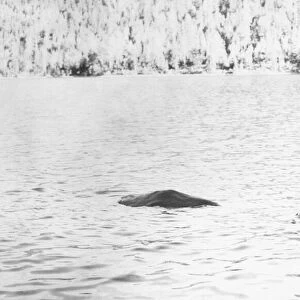 Loch Ness Monster in the American film "The Loch Ness Horror"