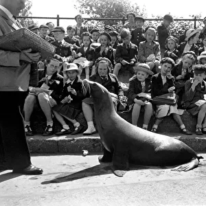 London Zoo. Sea-Lion with his keeper performing for schoolchildren. May 1952 C2745