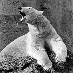 London Zoos Polar Bear Pipaluk seen here enjoying the recent cold snap