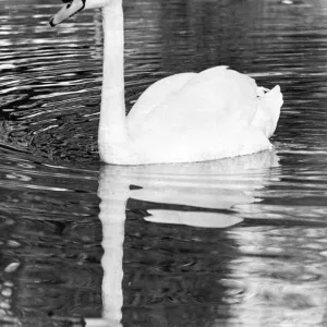 This lonely swan is looking for a mate in Barnes Park pond, Sunderland This lonely swan is looking for a mate in Barnes Park pond, Sunderland