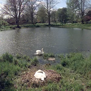 Long Itchington. The village pond with its resident nesting Swans