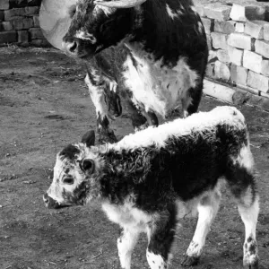 A Longhorn cow with her calf