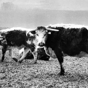 A Longhorn cow and her calves, at Roby Home Farm