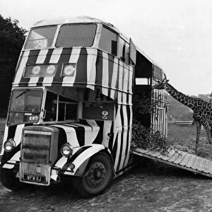 The Longleat giraffes gather round to inspect the bus before Mary was put on board