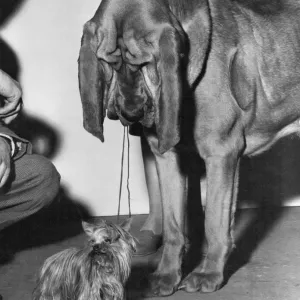 Crufts Show Print - 5th February 1960