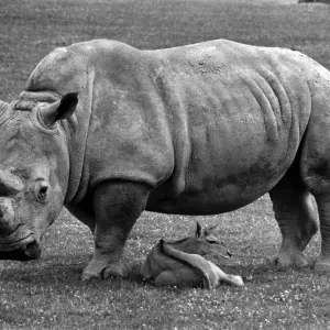 It Looks like rain, deer! Paddy the rhino may not be everyones idea of babysitter It Looks like rain, deer! Paddy the rhino may not be everyones idea of babysitter