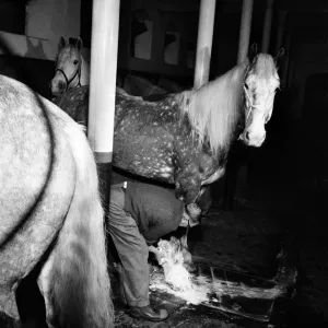 Lord Mayors coachman prepares his horses for the Lord Mayors show