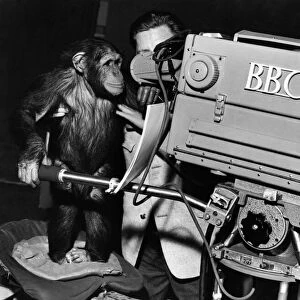 Lulu the chimp and other animals are to appear with TV personality