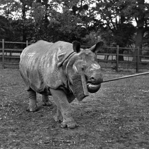 Mahon, the rhino, may not be beautiful, but heIs paddock-proud Mahon, the rhino, may not be beautiful, but heIs paddock-proud