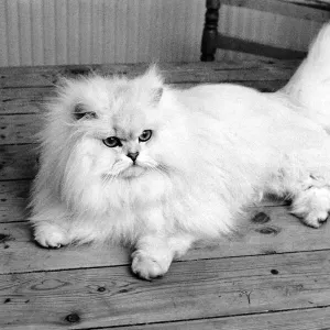 Male Persian cat called Chinchilla. February 1975 75-01144-008 Male Persian cat called Chinchilla. February 1975 75-01144-008