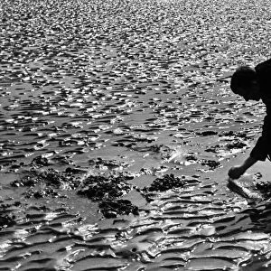 Man gathering cockles at Sandwich September 1937