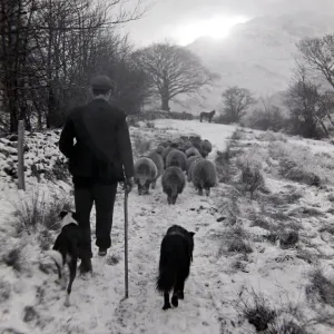 Man with sheep on snowy hills Circa 1943