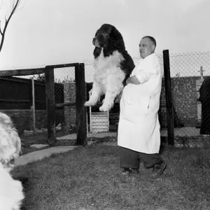 Manchester United St. Bernard Dogs. October 1953 D5900-001 Manchester United St. Bernard Dogs. October 1953 D5900-001
