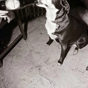Mandy the Mongrel Dog Drinking Guinness from a bottle